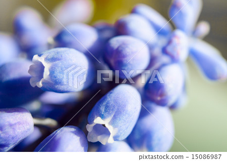 Marco of Grape Hyacinth purple flower plant 15086987