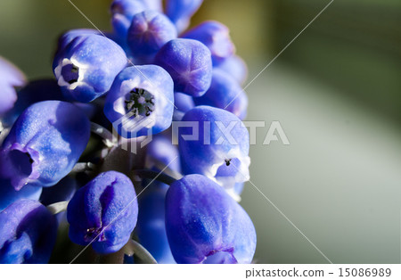 Marco of Grape Hyacinth purple flower plant Marco of Grape Hyacinth purple flower plant 15086989