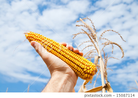 maize in hand maize in hand 15087114