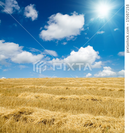 collected harvest in windrows 15087158