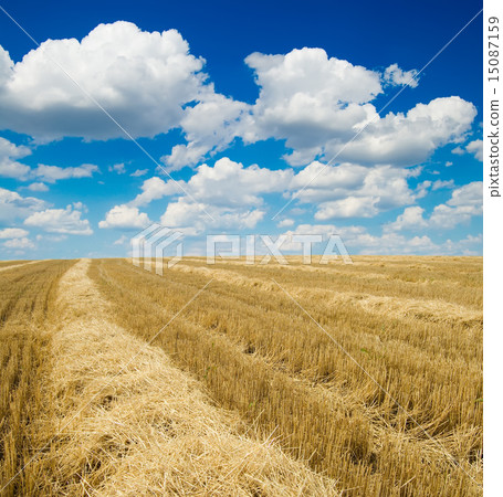 collected harvest in windrows under cloudy sky collected harvest in windrows under cloudy sky 15087159