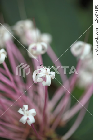 Clarodendorum · quadrilo kuraray flower 15087190