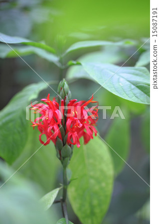 Pakistakis · Cockneynea Flower 15087191