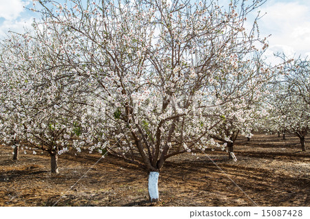 Almond flower trees at spring 15087428