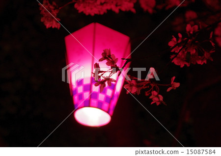 夜晚的櫻花 夜晚的櫻花 15087584