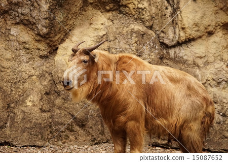 Golden Takin 15087652