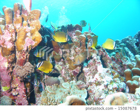 Yonagunijima和蝴蝶魚水下的風景 15087678