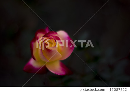 A red rose 15087822