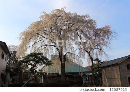 Spring compassion temple 15087913