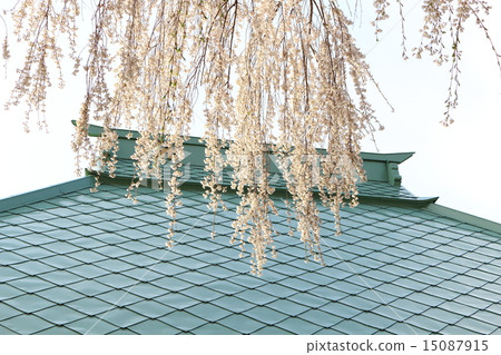 春天慈悲寺 春天慈悲寺 15087915