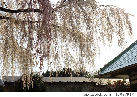 春天慈悲寺 15087917