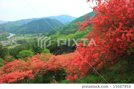 Azalea Festival Kanedo 15087958