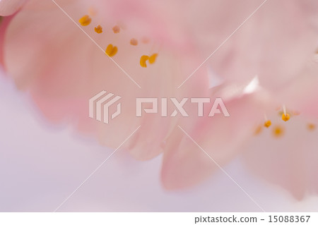 Cherry Blossoms Cherry Blossoms 15088367