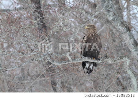 在樹枝困住的白被盯梢的老鷹 15088518