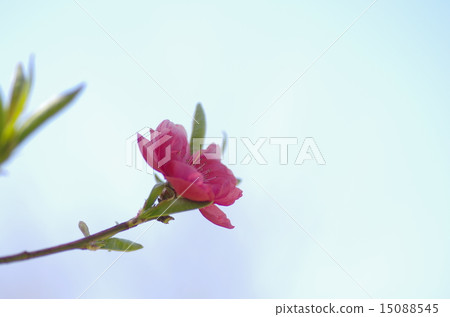 京都御苑的櫻花 15088545
