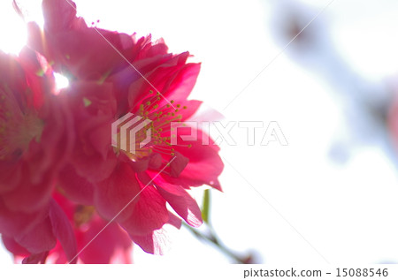 京都御苑的櫻花 15088546