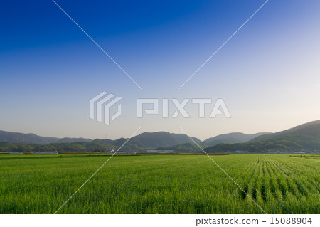 Wheat field and blue sky 15088904