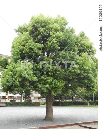 Camphor tree Camphor tree 15089105