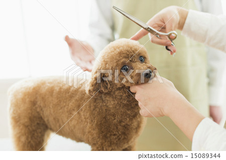 Trimmer / Veterinarian Trimmer / Veterinarian 15089344