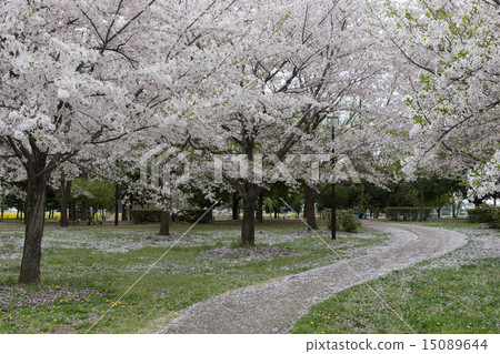 Sakura Scenery Sakura Scenery 15089644