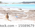 Western Australia Esperance Lucky Bay Kangaroo 15089679