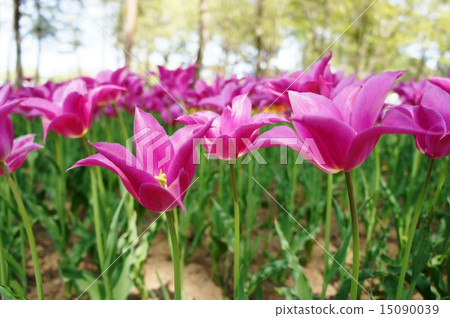 Tulip field complement 15090039