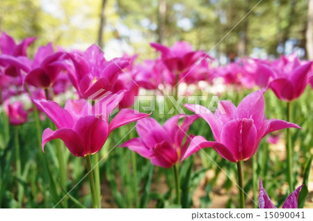 Tulip field complement 15090041