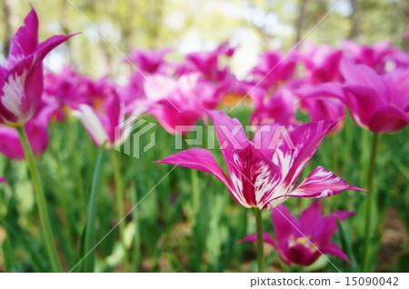 Tulip field complement 15090042