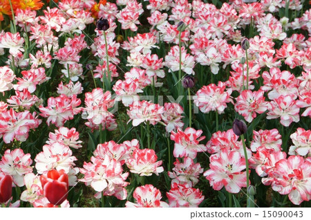 Tulip field cult-wash 15090043
