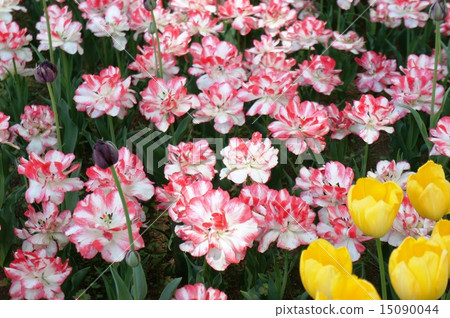 鬱金香領域崇拜洗滌 15090044