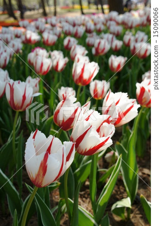 Tulip field Happy generation Tulip field Happy generation 15090066