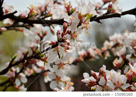 樹：Yusuraumebara家庭 15090160