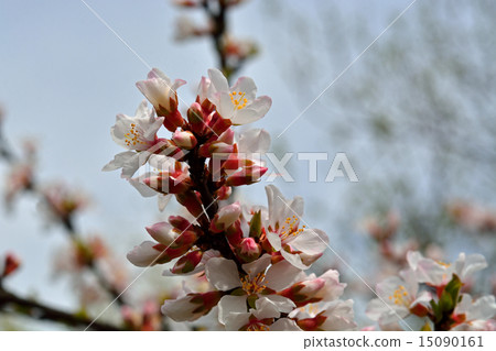 樹：Yusuraumebara家庭 15090161