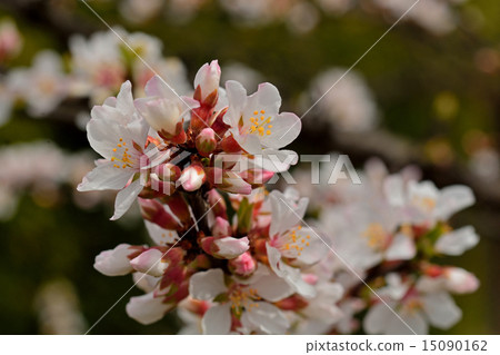 樹：Yusuraumebara家庭 15090162