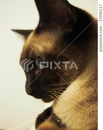 Profile of Tonkinises 15090217