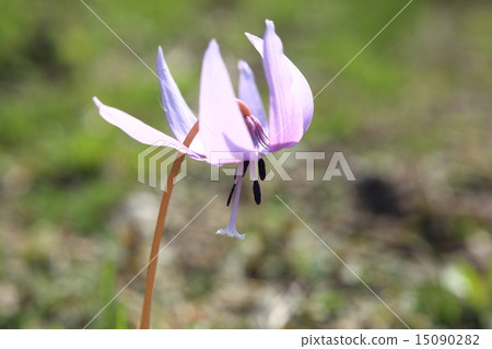 Katakuri花 15090282