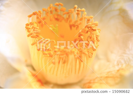 茶花 15090682