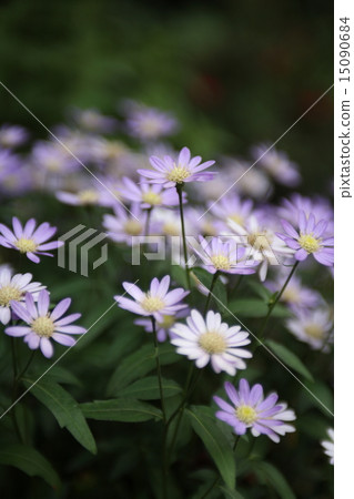 Brakkam Iberidifolia 15090684