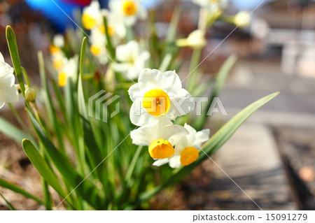 Narcissus 15091279