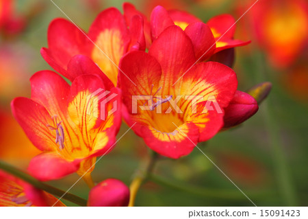 Freesia red flower 15091423