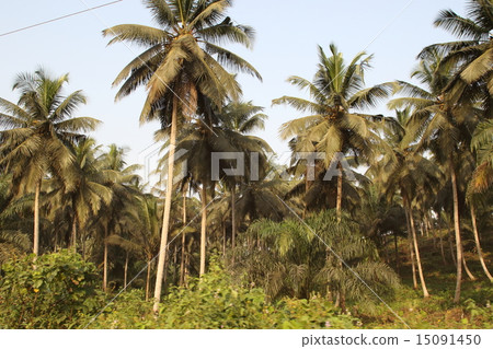 West Africa · Ghana's Palm Forest 15091450