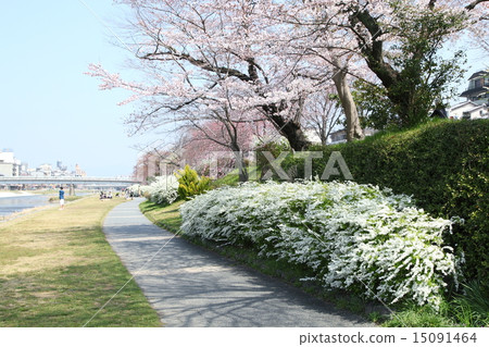Kamogawa的Yukiyanagi和櫻花 15091464