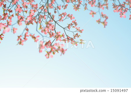 天空和花見 15091497