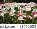 Tulip field Marilyn 15091655