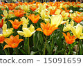 Tulip field Ballerina Biliremon 15091659