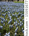 Muscari 15091677