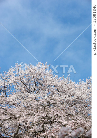 藍天和櫻花 藍天和櫻花 15091846