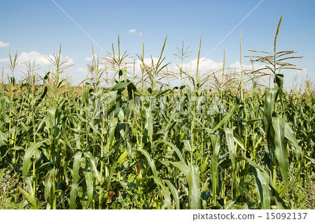 corn field corn field 15092137