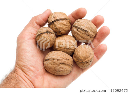 walnuts in hand 15092475