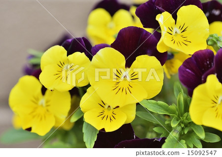 Pansy 15092547